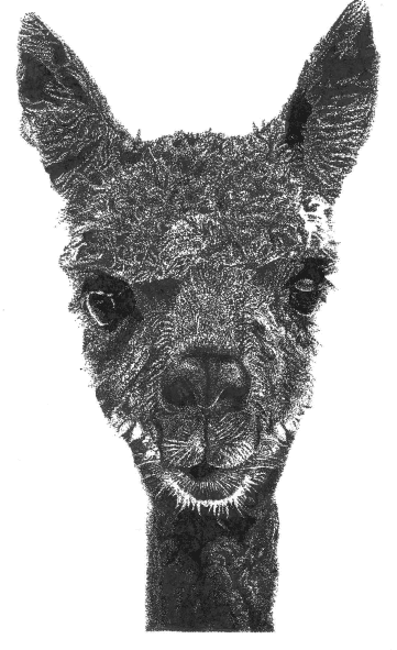 lama