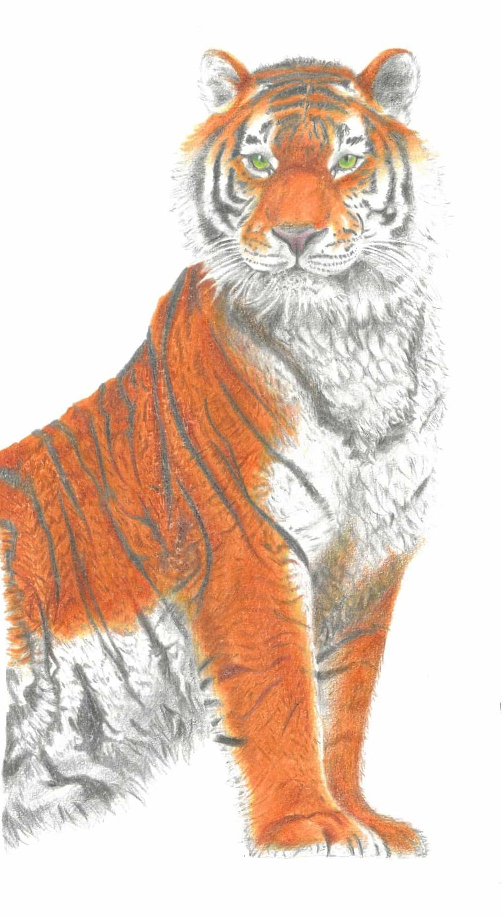 tigre