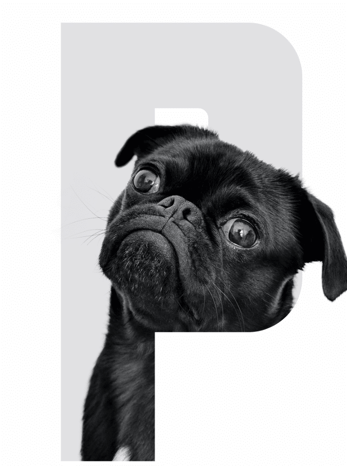 chien